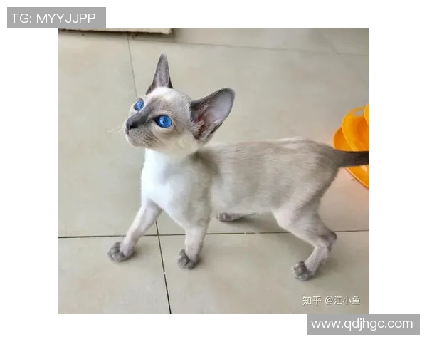 足球明星猫舍真实图片展现萌宠与运动员的温馨生活 足球明星猫舍真实图片展现萌宠与运动员的温馨生活